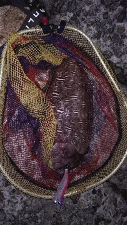 アオリは不在2。