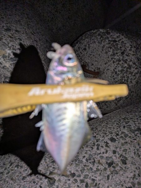 エギングとライトゲーム