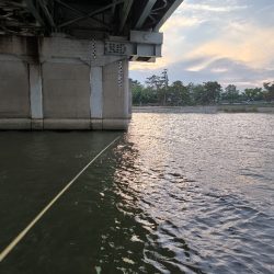 手長エビ初チャレンジ