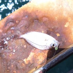 金魚かと思った笑