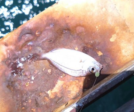 金魚かと思った笑