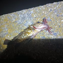 アコウ釣れない