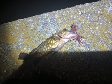 アコウ釣れない