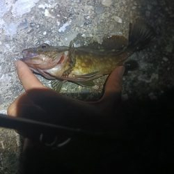 ガシラの入れ食い？でもアコウは？