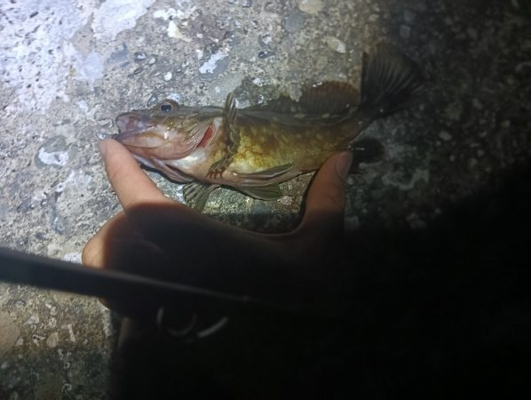 ガシラの入れ食い？でもアコウは？