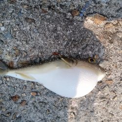 夕マズメサバサビキ