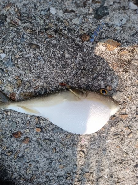 夕マズメサバサビキ