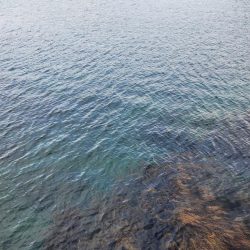 続•ロックフィッシュ