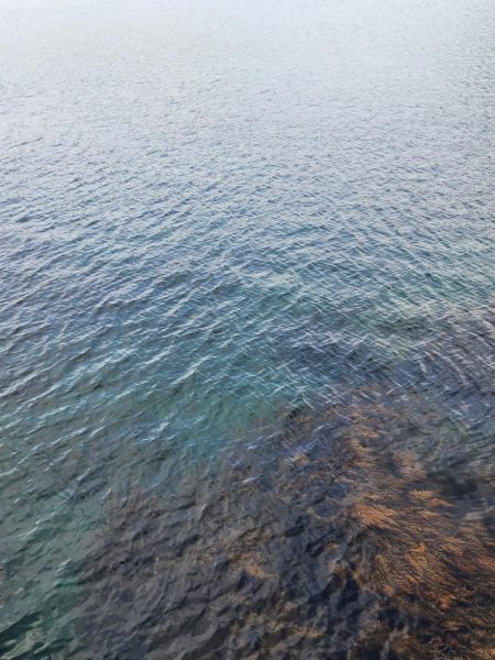 続•ロックフィッシュ