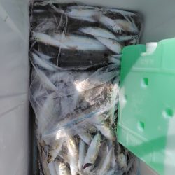 シーズン2回目の豆アジ釣り