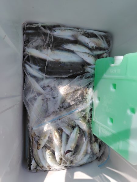 シーズン2回目の豆アジ釣り