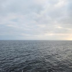 ロックフィッシュは面白い