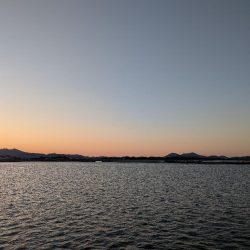 メバル、旅に出る