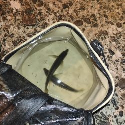 シーバス釣れないのでアジング