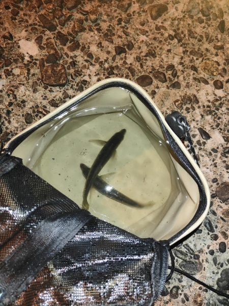 シーバス釣れないのでアジング