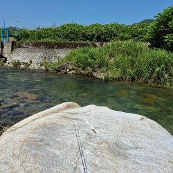 先週ヤマメアマゴ好調やったから川へ