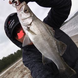 ヒラセイゴ釣れました!