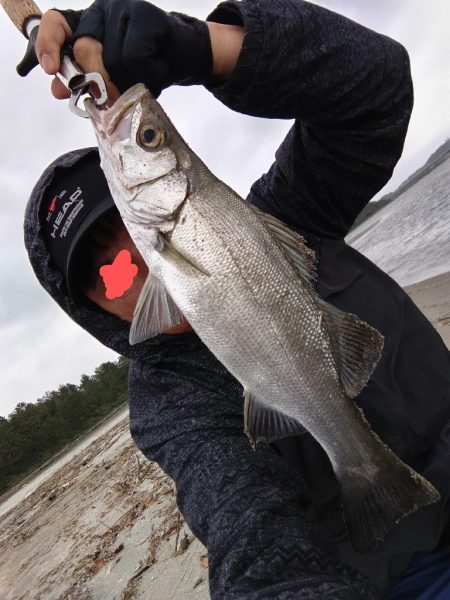 ヒラセイゴ釣れました!