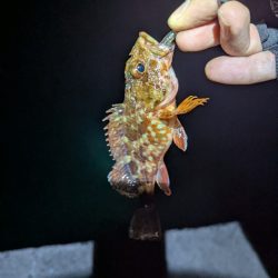 剣先ならず甲イカ