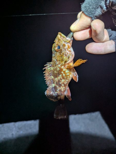 剣先ならず甲イカ