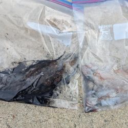 ショアお助けティップラン