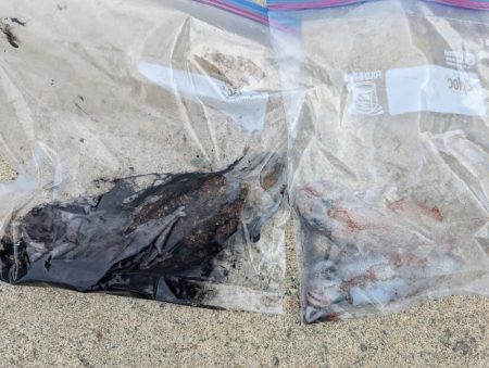 ショアお助けティップラン