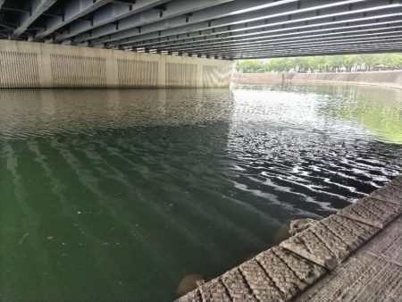 ヒラスズキ釣れました!