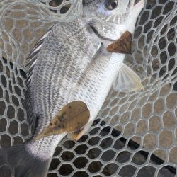 今日も渋々チニング