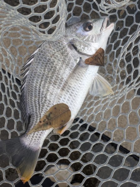 今日も渋々チニング