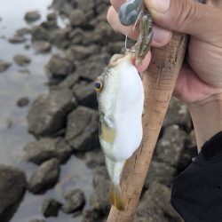 広島チニングツツツツ抜けの43枚！