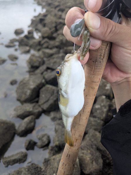 広島チニングツツツツ抜けの43枚！