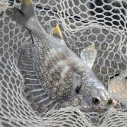 暑難広島チニング