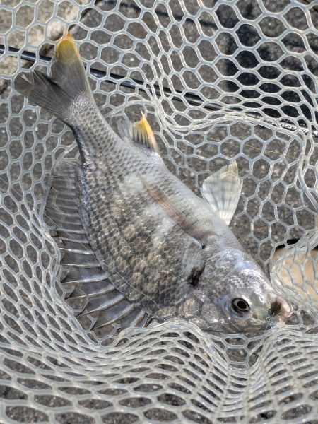 暑難広島チニング