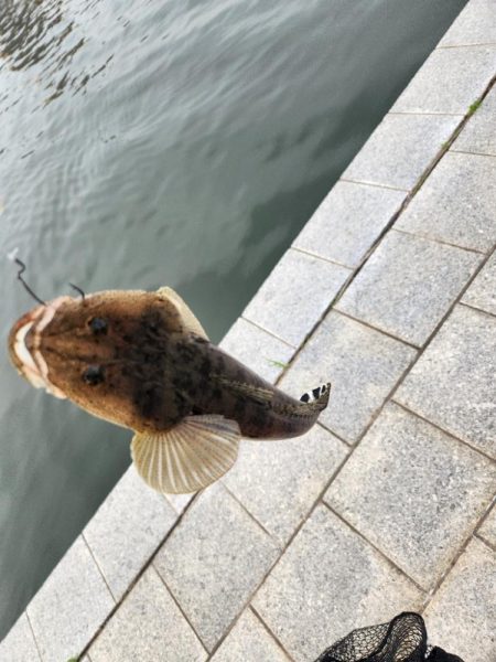 フワフワチニング