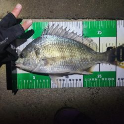 ボトム、プラグチニング