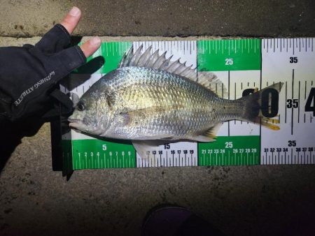 ボトム、プラグチニング