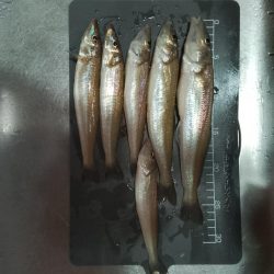 キスサイズ更新