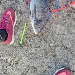 ホームでフカセ