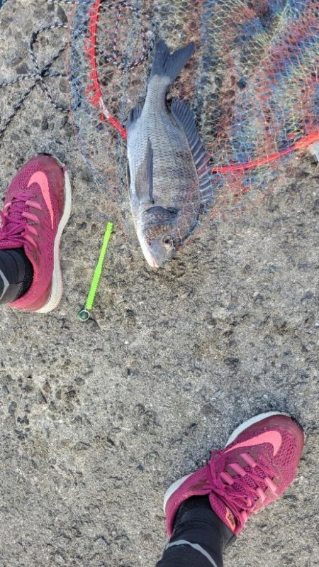 ホームでフカセ