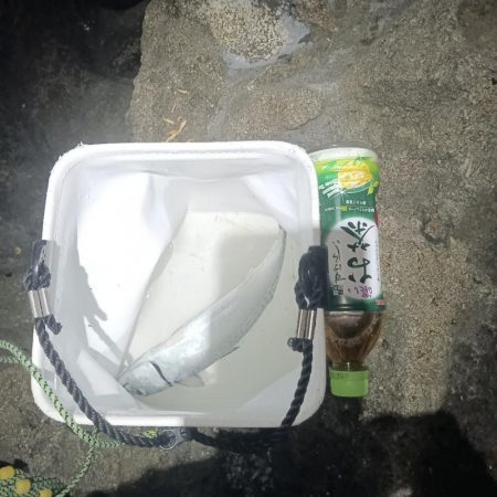 ギガ混じりのサバ大発生中