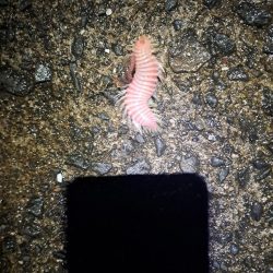 癖になる鈴の音