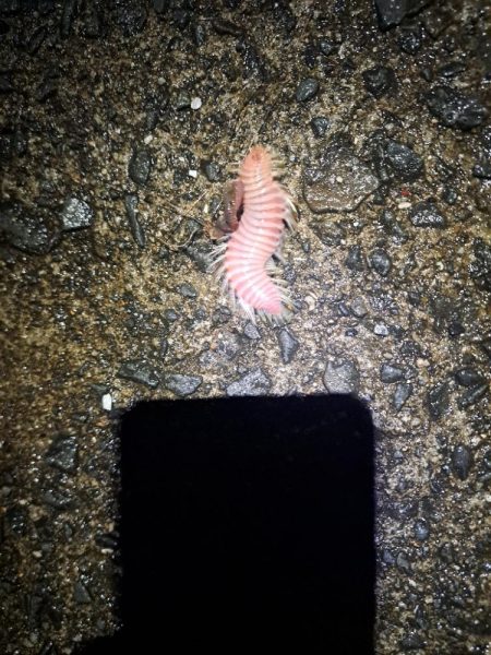 癖になる鈴の音