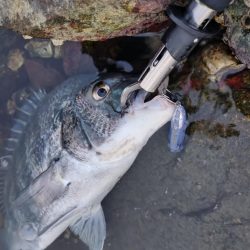 チヌトップ開幕