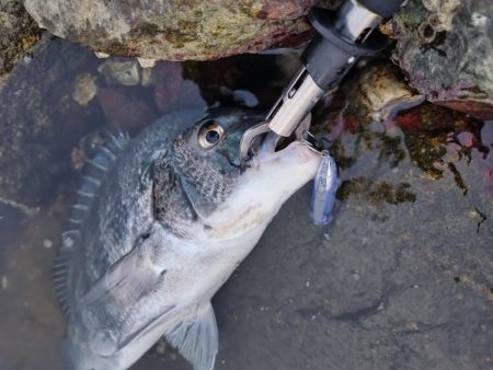 チヌトップ開幕