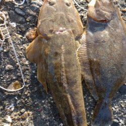 ヒラメ、マゴチ