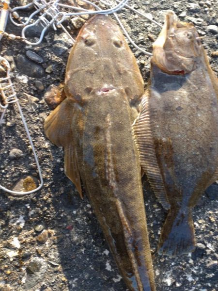 ヒラメ、マゴチ