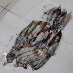 今季初のイカメタル