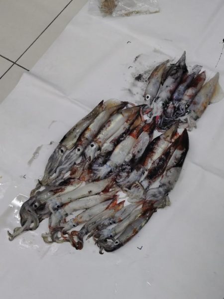 今季初のイカメタル