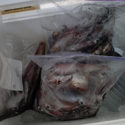 浜田沖でのイカメタル