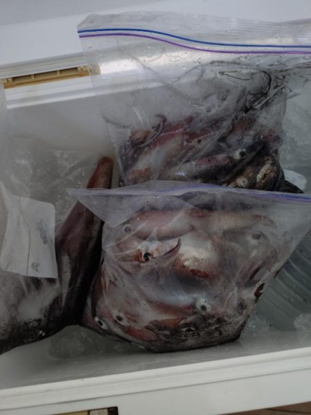 浜田沖でのイカメタル